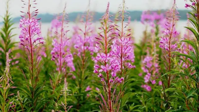 camilla_bundgaard_unsplash denmark flowers