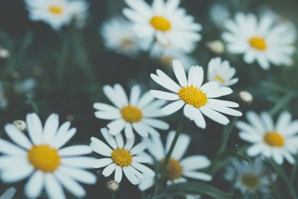 denmark weather most famous flower