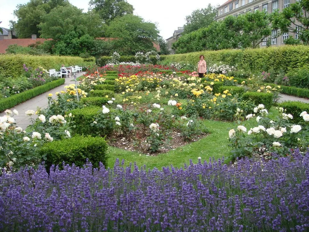 frederiksberg copenhagen rose garden