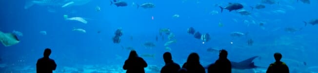 aquarium14.jpg