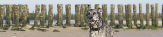 dog-breeds14.jpg