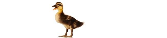 duckling.jpg