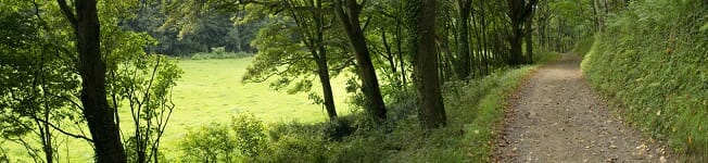 forest.jpg