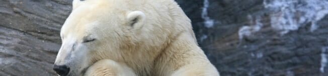 polar-bear.jpg
