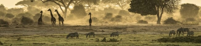 safari14.jpg