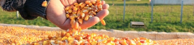 seeds-14.jpg